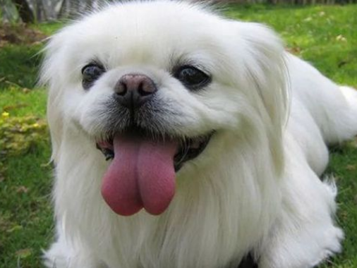 京巴犬怎么训练大小便?训练方法是什么? 京巴犬怎么训练大小便?训练方法是什么?