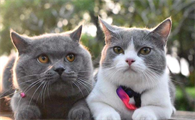 为什么人们会驯养猫咪呢