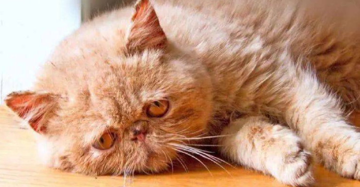 猫咪怕不怕热 猫咪怕不怕热