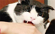 被猫咬了就会慢慢变成猫