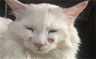 为什么会得猫咪杯状病毒