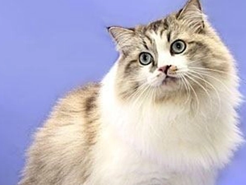 褴褛猫多大可以生小猫？想养的看过来