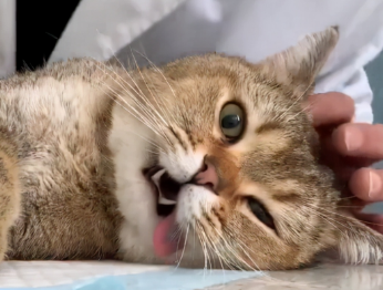 为什么好多人给猫做绝育