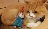 串串猫是土猫吗