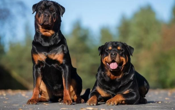 罗威纳犬一生认几个主人？一文告诉你！