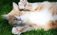 猫咪脚心冒汗是为什么
