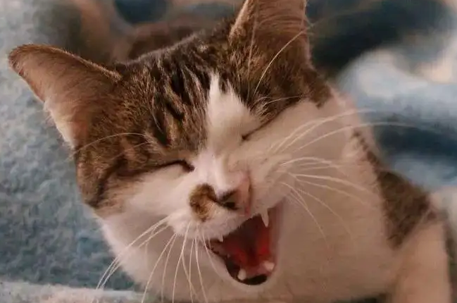 猫咳嗽一抽一抽的视频 猫咳嗽一抽一抽的视频