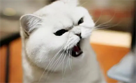 猫咪晚上都爱叫吗为什么呢