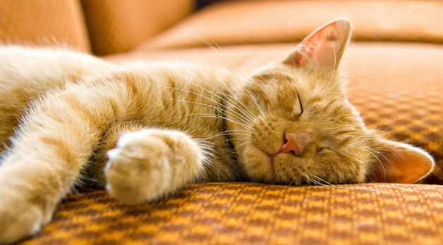 为什么要杀死会说话的猫