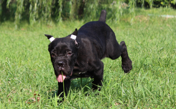 卡斯罗怎么训练才听话?这些技巧要掌握