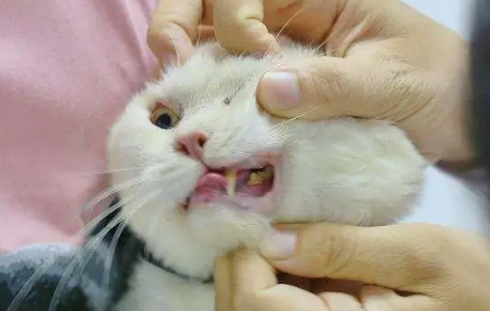 猫嘴里有没有毒 猫嘴里有没有毒