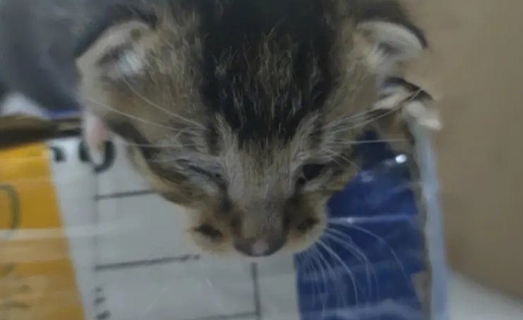 小奶猫眼睛被眼屎糊住睁不开，应该这么做！