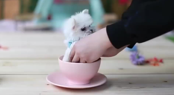 茶杯犬怎么洗澡?主人来学习一下 茶杯犬怎么洗澡?主人来学习一下