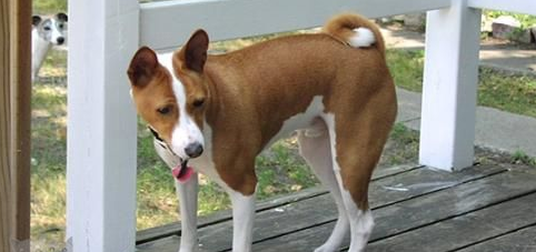 巴仙吉犬怎么修毛,正确修毛姿势get! 巴仙吉犬怎么修毛,正确修毛姿势get!