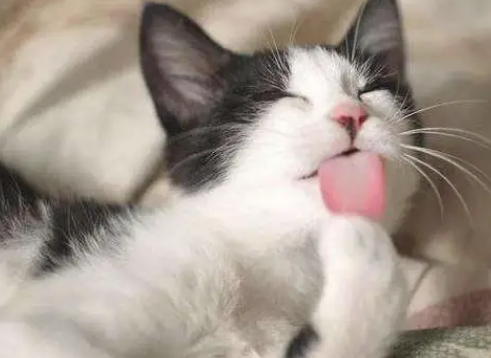 猫咪喜欢舔毛是为什么
