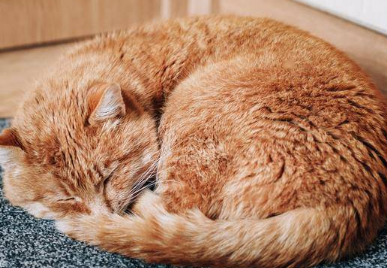 猫咪为什么要睡地上睡觉的原因