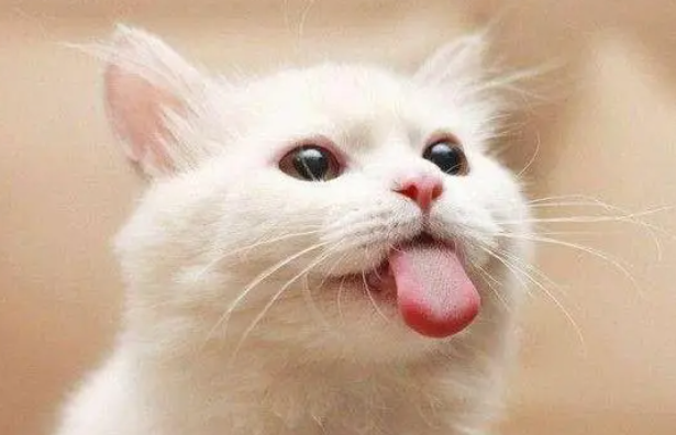 猫咪舌头为什么不向下伸呢