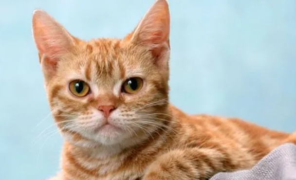 为什么不能和猫对视7秒