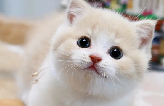 矮脚猫是基因缺陷吗？说出来你可能不相信！