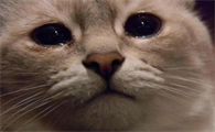 主人哭了猫知道吗