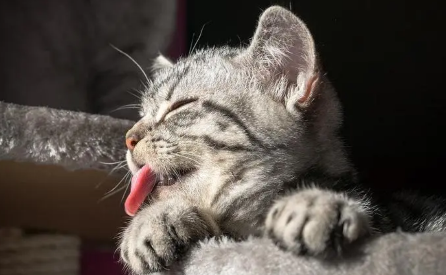 猫咪舔主人嘴巴是什么意思