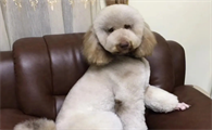 巨型贵宾怎么养？宠物主人来看看吧