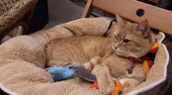 猫咪为什么不记得前主人了