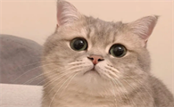 猫藏在家里找不到了怎么找