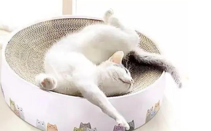 养猫的工具有哪些