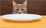 猫咪要不要米饭