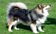 芬兰拉普猎犬鼻子有点干是怎么了,看这里~