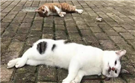猫咪为什么会被踩死的原因