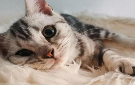 猫丢了怎么才能快速找回 