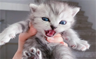 猫咪为什么张嘴没声