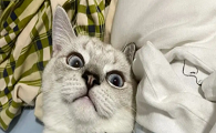 猫咪为什么老哈哈的叫