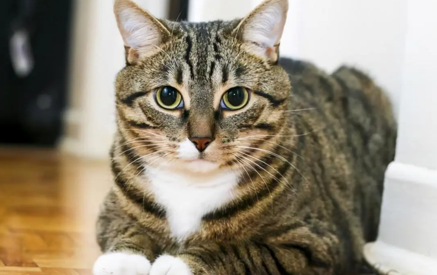 狸花猫是最凶的猫吗