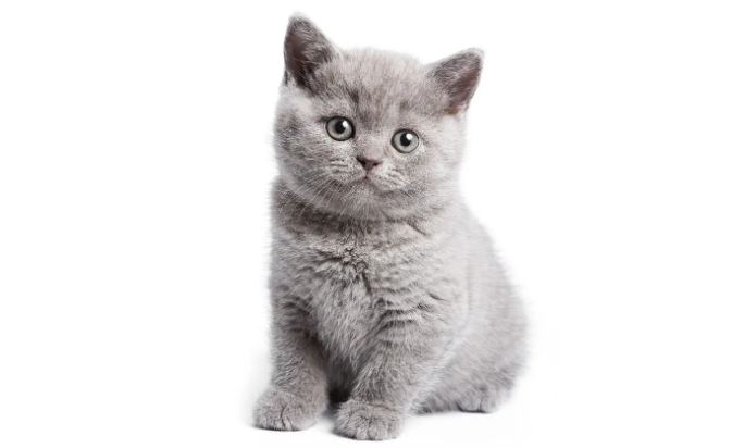 猫会分辨人的美丑吗