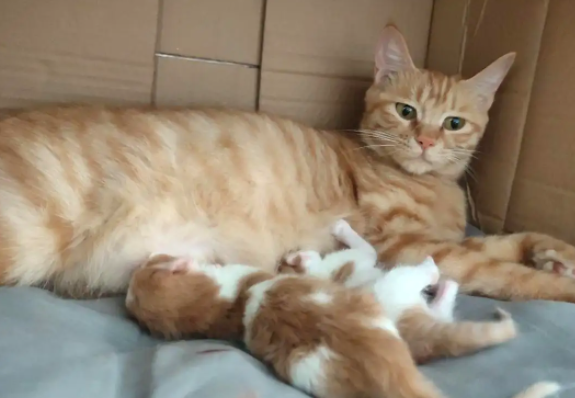 猫咪下崽后吃啥最下奶 猫咪下崽后吃啥最下奶