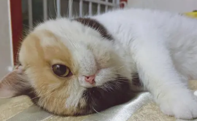 小猫咪歪头睡觉的原因 小猫咪歪头睡觉的原因