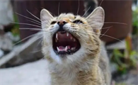 陌生猫朝你叫是为什么