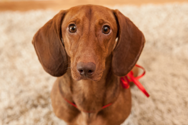 腊肠犬能吃玉米吗？吃玉米会怎么样？