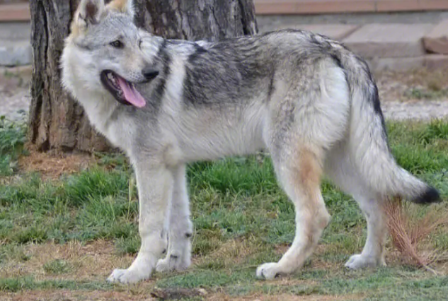 捷克狼犬发烧怎么解决?怎么帮它降温? 捷克狼犬发烧怎么解决?怎么帮它降温?