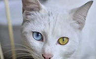 土猫有蓝眼睛的吗