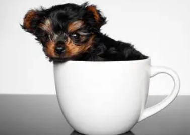 茶杯犬爱叫吗?来了解下吧 茶杯犬爱叫吗?来了解下吧