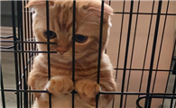 把猫咪关在笼子里是为什么