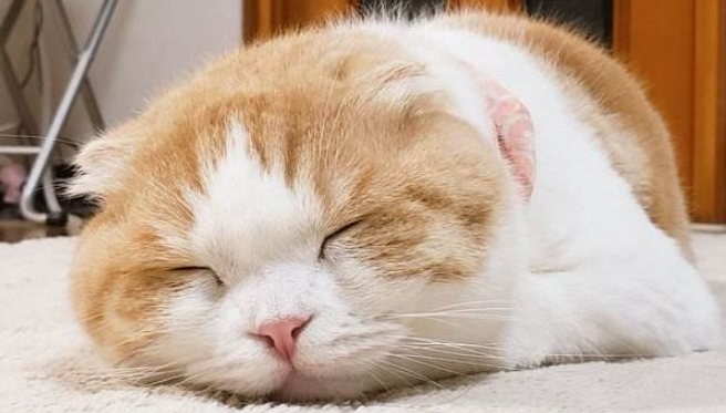 猫咪睡觉为啥抽搐
