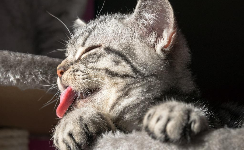 猫咪为什么半夜喜欢舔人 猫咪为什么半夜喜欢舔人