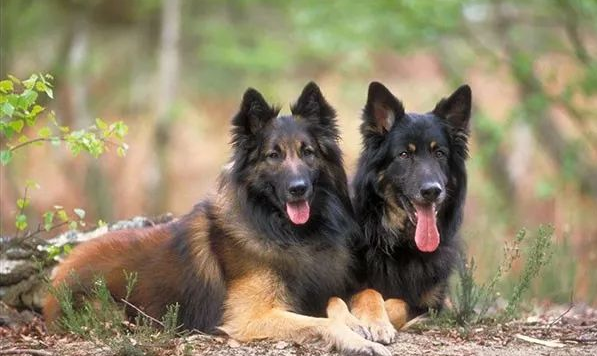 比利时特伏丹犬蛔虫病怎么治?犬主必读 比利时特伏丹犬蛔虫病怎么治?犬主必读