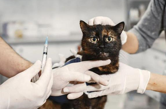 猫三联价格一览表2022