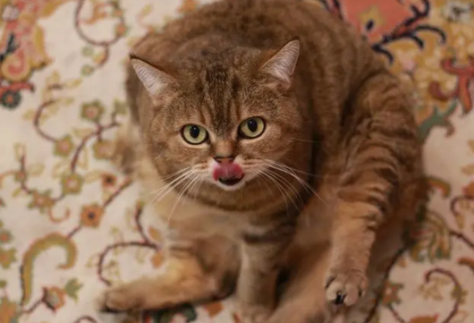 虎斑猫换新主人多久熟悉？答案在这里！